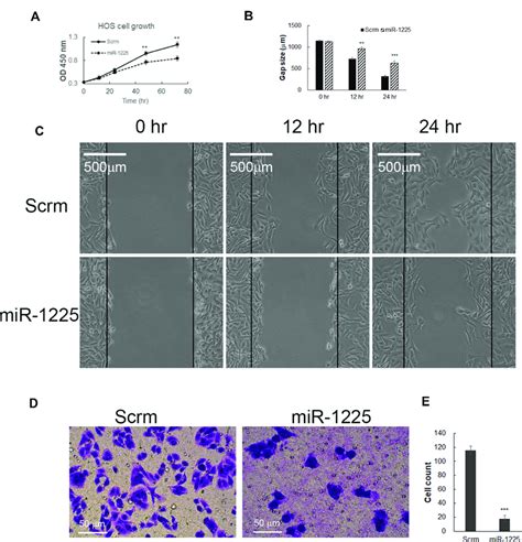 hsa mir 1225 5p inhibited hos osteosarcoma cell growth migration and download scientific