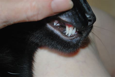 Most of the time owners do not notice as the old teeth are swallowed when they fall out, and just like humans the yes, all puppies eventually lose their baby teeth by the time they are a year old. Do Cats Lose Their Baby Teeth - TeethWalls