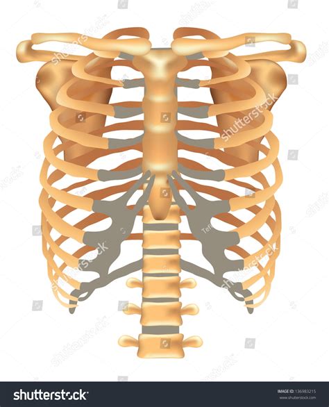 The human rib cage can be broken down into five bone, one of the largest sources of bone in the game. Thorax Ribs Sternum Clavicle Scapula Vertebral Stock ...