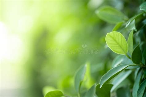 Closeup Beautiful View Of Nature Green Leaves On Blurred Greenery Tree