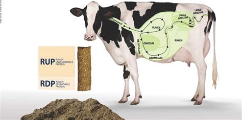 Feeding Of Cows With Rumen Undegraded Protein Rup During Pregnancy
