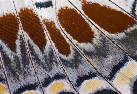 Close Up Of Butterfly Wing Photography By Darrell Gulin Photographic
