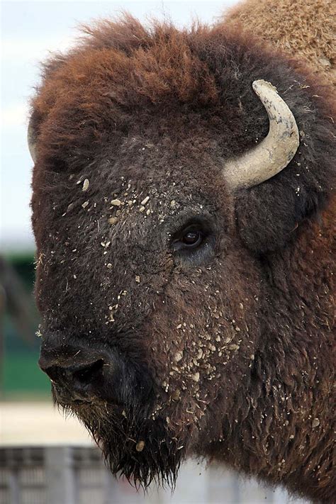 Now $46 (was $̶5̶9̶) on tripadvisor: American bison - Safari Ravenna loc. Mirabilandia