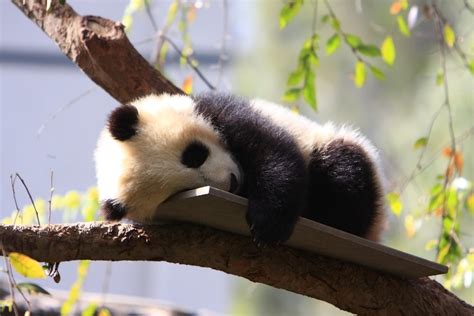 Funny Cute Baby Panda Bears