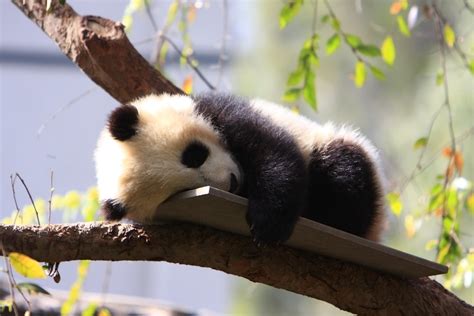 Baby Panda Bear Cub San Diego Zoo Baby Panda Bear Cub