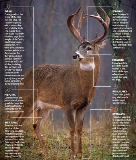 The Anatomy Of A Whitetail Deer Anatomy