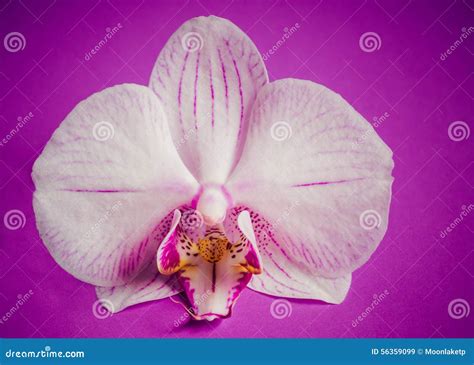 Orchideen Blume Auf Purpurrotem Schmutz Hintergrund Stockbild Bild