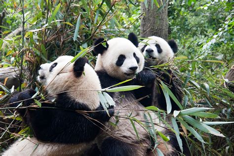 Asia Travel Guide The Giant Pandas Chengdu