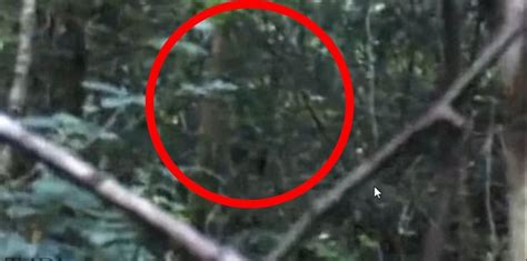 Is This Bigfoot Man Claims To Have Experienced A Close Encounter With