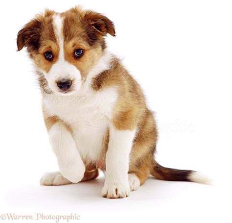 Find the perfect cute puppy white background stock photo. Cute Puppies with White Background | Cute puppies, Baby kittens, Cute dogs