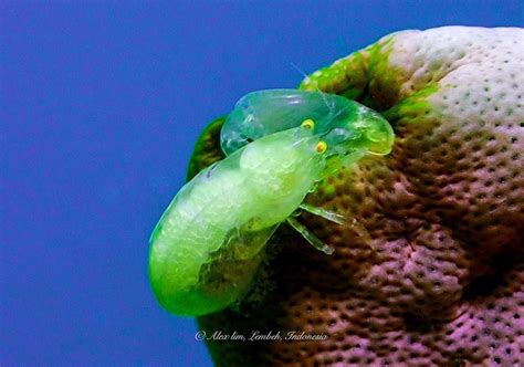 Alpheus Sp Pistol Snapping Shrimp By Alex Lim Underwater Ocean Fish