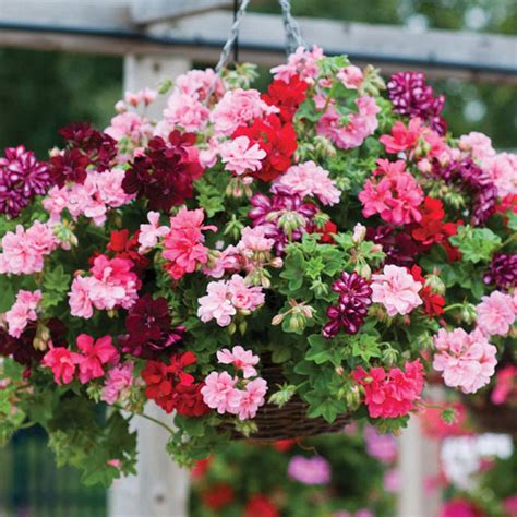 Geranium Azalea Flowered Collection Plug Plants Thompson And Morgan