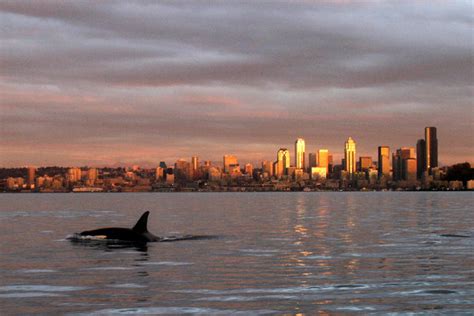 Killer Whales Face Dire Pcbs Threat Nsc Science