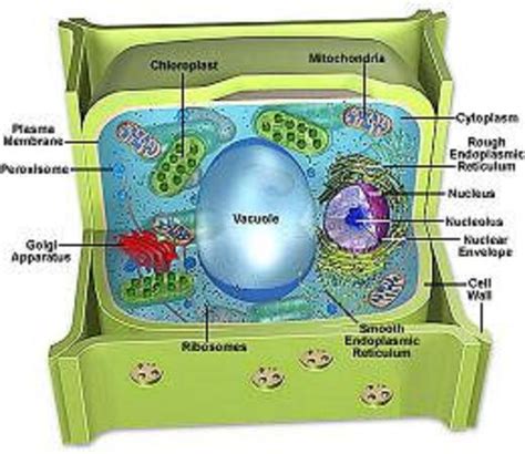 Plant cells are eukaryotic cells with a true nucleus along with specialized structures called organelles that carry out certain specific functions. source: Cell Types and Organelles