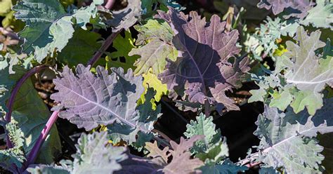 How To Grow And Harvest Red Russian Kale Gardeners Path