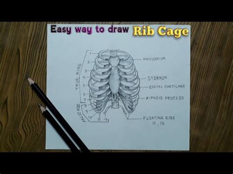 How To Draw Human Rib Cage Step By Step So Easy Youtube