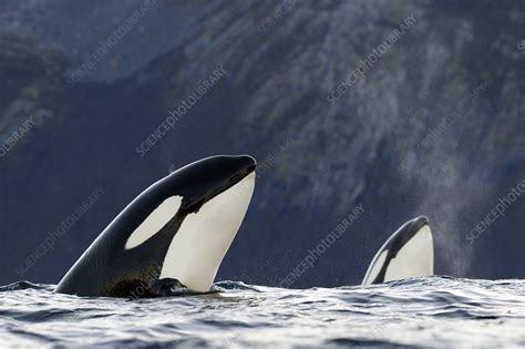 Orcas Spyhopping Kvaloya Troms Norway Stock Image C0496403