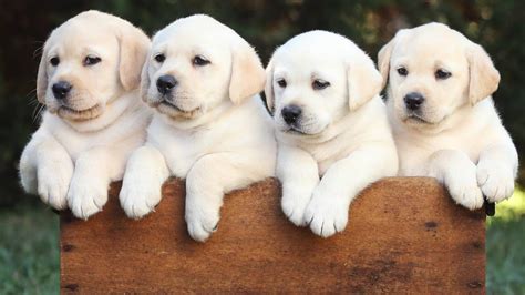 We did not find results for: Dog colour: labradors life expectancy and disease risk linked to colour | Herald Sun