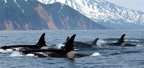 Why We Fight To Protect Bcs Resident Killer Whales