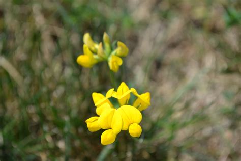Birdsfoot Trefoil Is A Broadleaf Weed With Bright Yellow Flowers