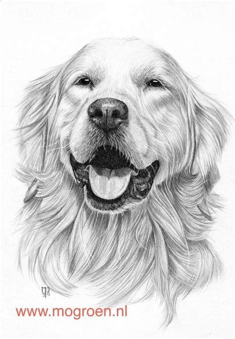 Tegninger Af Hunde Tegninger Dyr