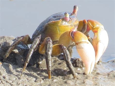 Los Cangrejos De Río O Seboros Son Crustáceos Decápodos Flickr