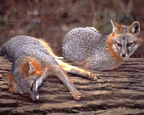 2 Gray Foxes By Alli Baird Maymont Flickr