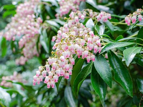 Japanese Andromeda Pieris Japonica Grow And Care Tips Florgeous