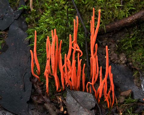 11 Colorful Mushrooms And Other Fabulous Fungi