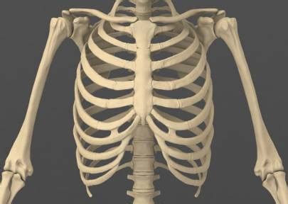 Often muscle spasms within the rib cage area are benign and caused by external forces such as injury. My Rib Cage Hurts When I Stretch | IYTmed.com