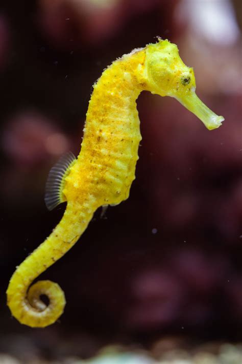 39 Seahorse Facts That Will Change Your Perception About Them Animal Sake