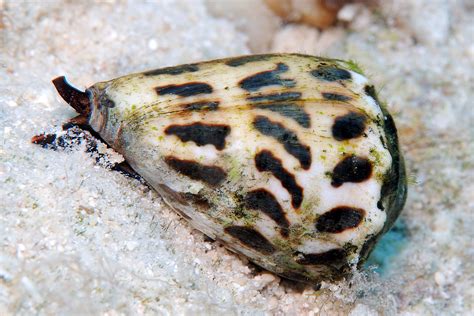 Predatory Snails Evolved Diverse Venoms To Subdue A Wide Range Of Prey