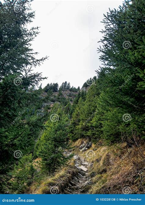 Path Throught The Forest Stock Photo Image Of Brienz 103228138