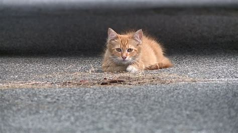 Colony Of Feral Cats Continues To Grow In North Carolina Community