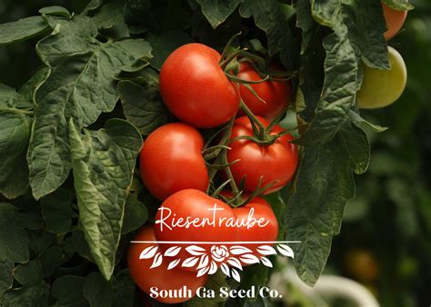 Heirloom Riesentraube Tomato Seed South Ga Seed Co