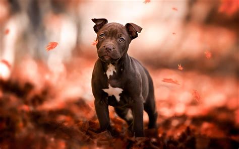 Pitbull Puppy Wallpapers