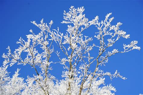 Free Images Tree Branch Blossom Snow Cold Winter Cloud Sky