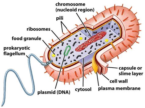 Parts Of A Prokaryotic Cell