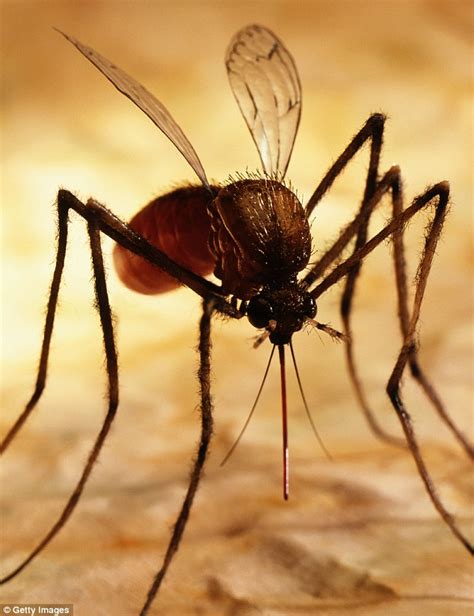Gm Mosquitoes Created In British Laboratories To Be Released In Jungles