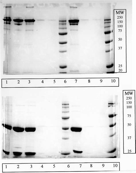 Sds Page Gel Of Purified Rm Antibodies Non Reduced A And Reduced B