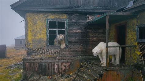 See First Ever Photos Of Polar Bears Playing House In The Russian