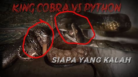 King Cobra Vs Python Youtube