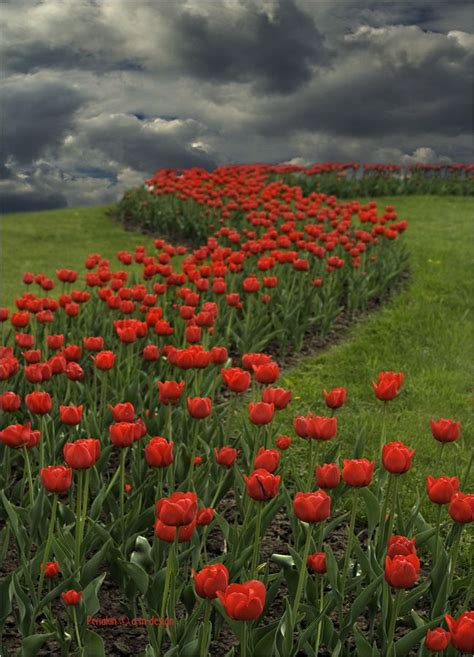 It was torture to read these tortured characters. Tulips and storm clouds. They need to have an after shot ...
