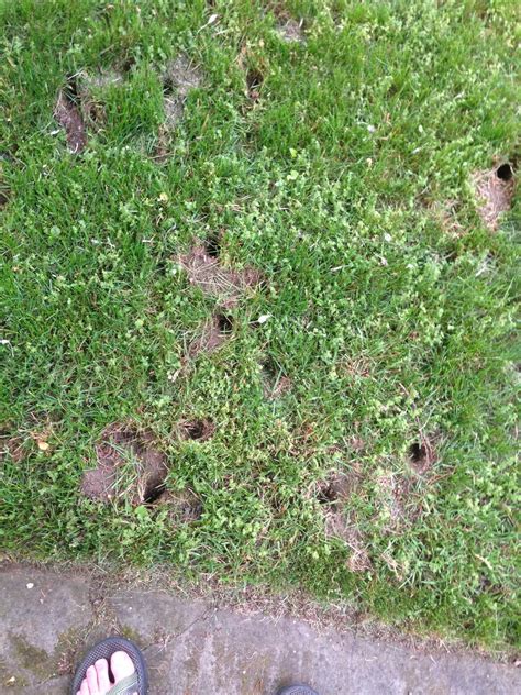 Small Holes In Backyard Small Holes In Lawn Overnight Causes And What