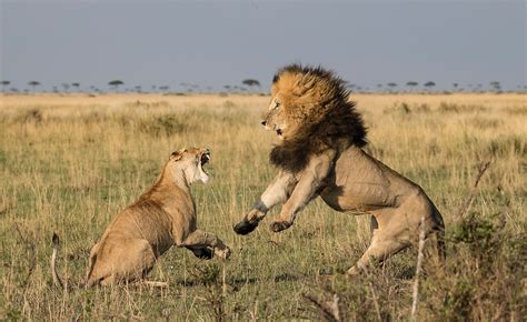 Lions, mammal development and evolution of our environment and life forms on the planet earth to include living animals, mammals, insects, fish, birds and achaeology evidence of our past history. Where Do Lions Live? - WorldAtlas