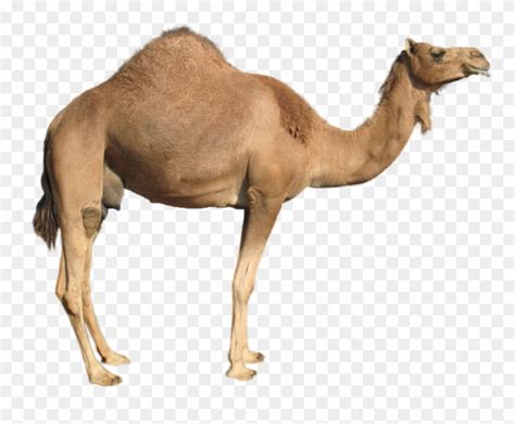 The camelizer for chrome v3.0.8 has been submitted for review. Camel clipart transparent background, Camel transparent ...
