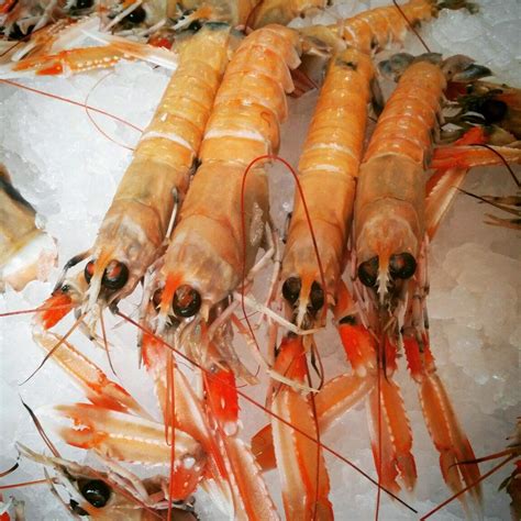 The Edible Ocean Dont Call Them Shrimp