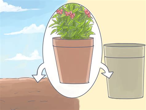 How To Grow Oleanders From Cuttings 10 Steps With Pictures In 2022