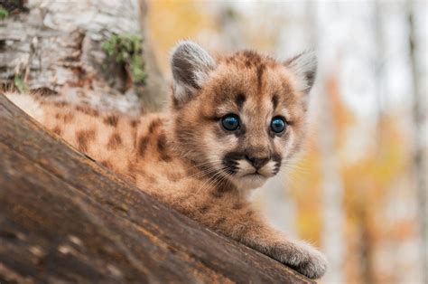 Taken at a big cat breeding centre in welwyn in hertfordshire. Verwaistes Puma-Baby findet nach Waldbränden neues Zuhause