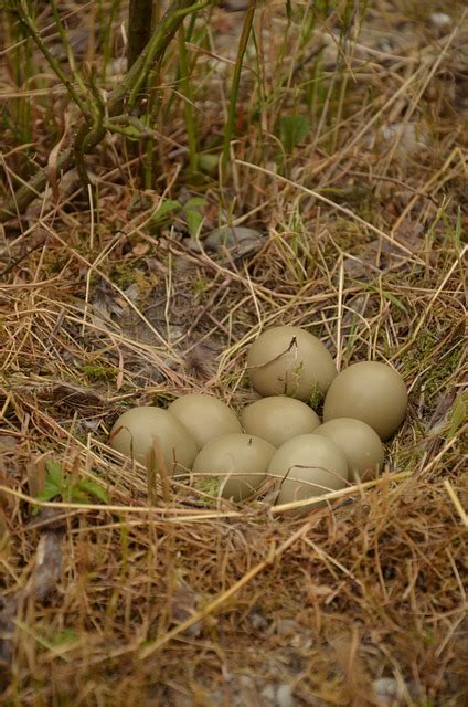 Nest Bird Eggs Pheasant Free Photo On Pixabay